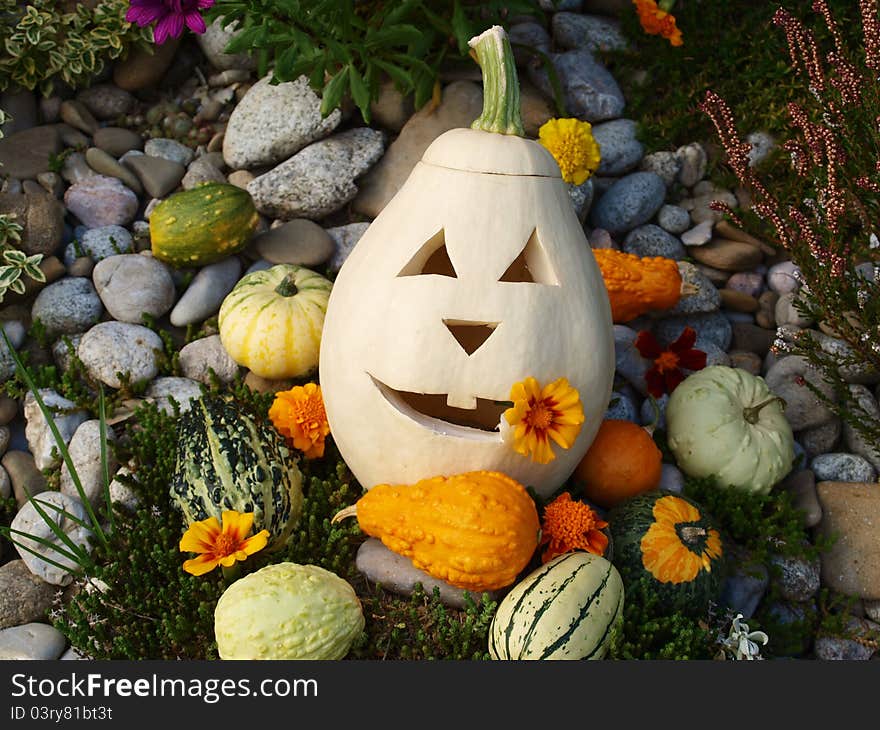 Pumpkins and flowers on a background