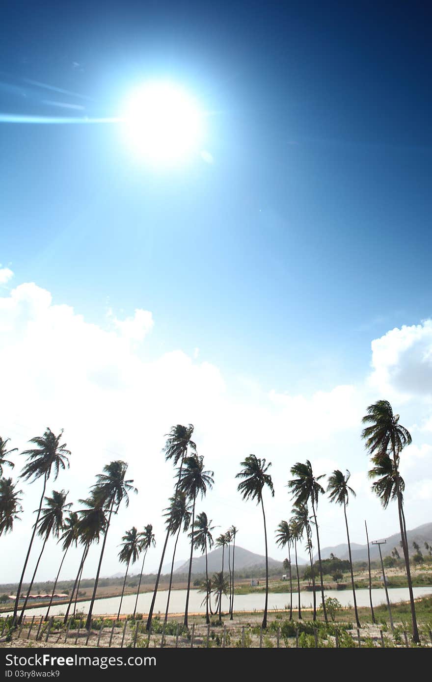 Desert palm under blue sunny sky