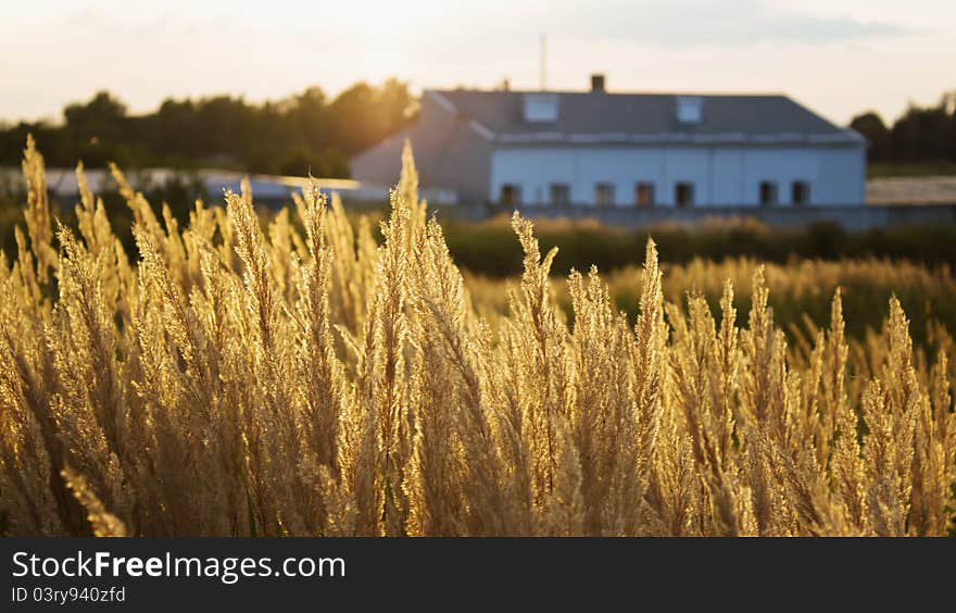 Evening on the Farm