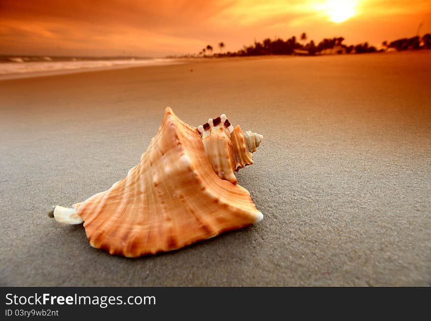 Shell on sand under sunset sky