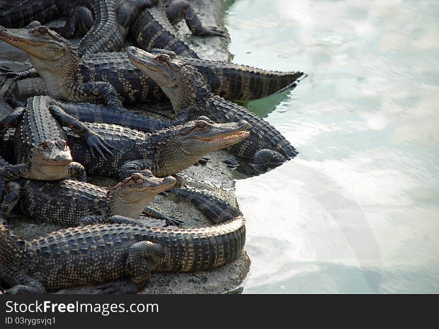 Reptile Pile