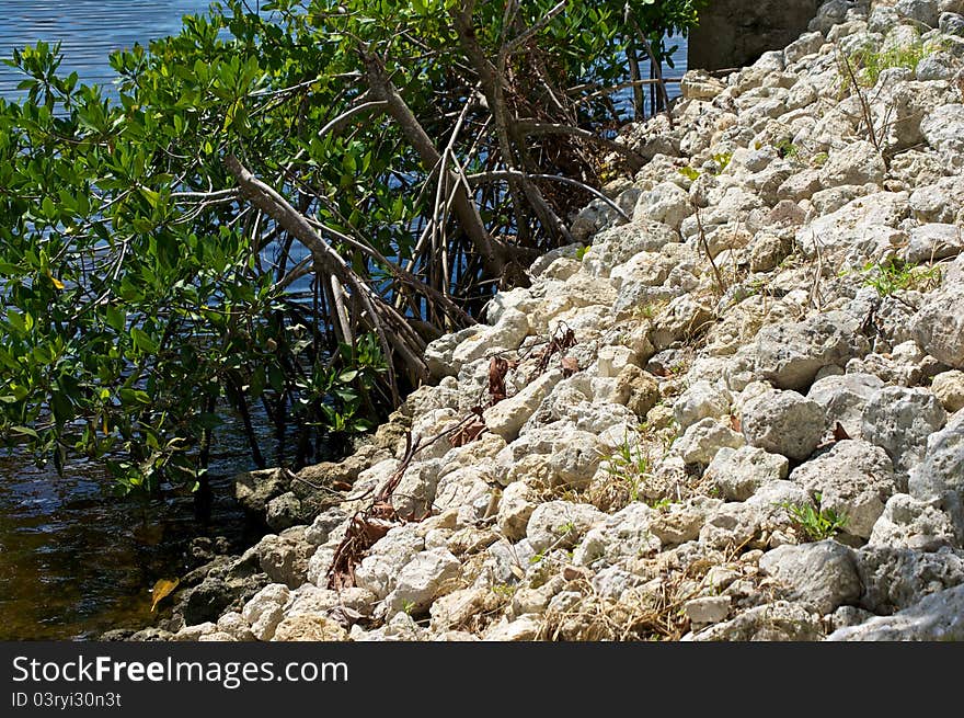 A man made retaining wall at the side of a river with mangrove trees growing out of the water. A man made retaining wall at the side of a river with mangrove trees growing out of the water.