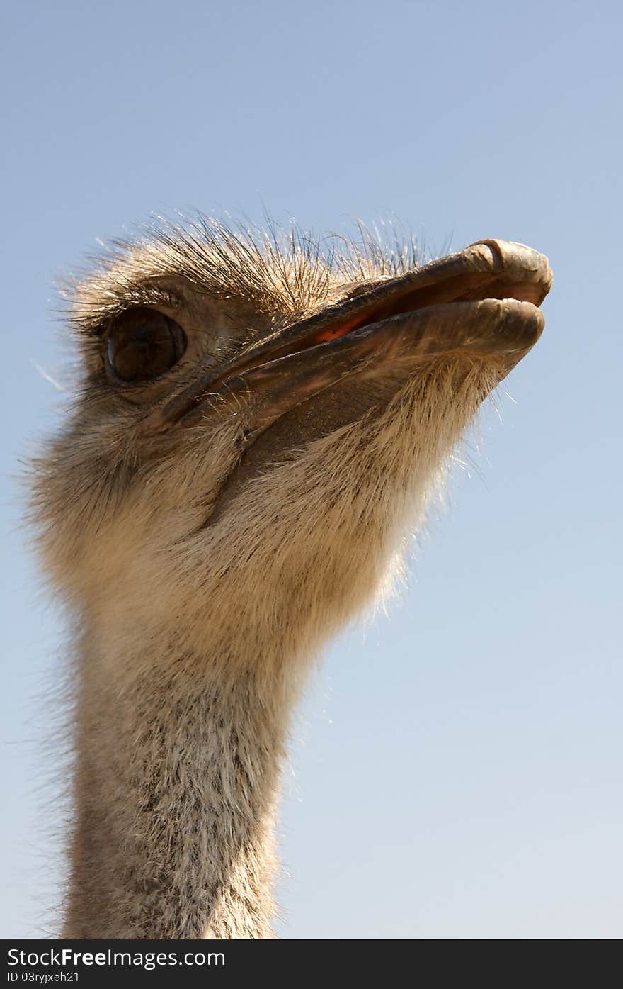 Close up profile of a Ostrich. Close up profile of a Ostrich