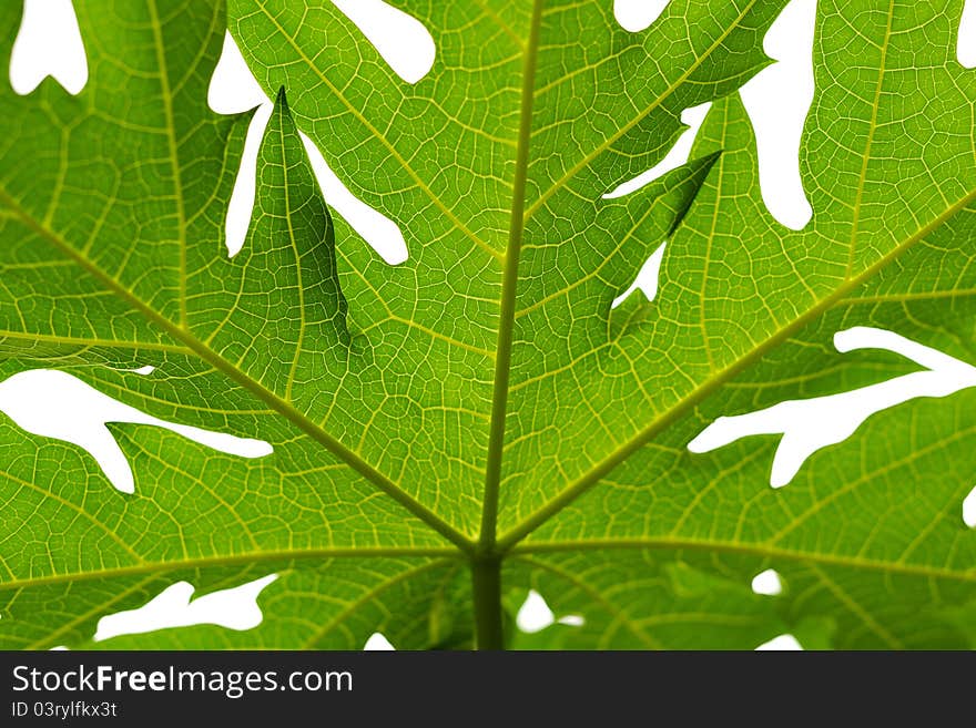 Backlight of Leaf