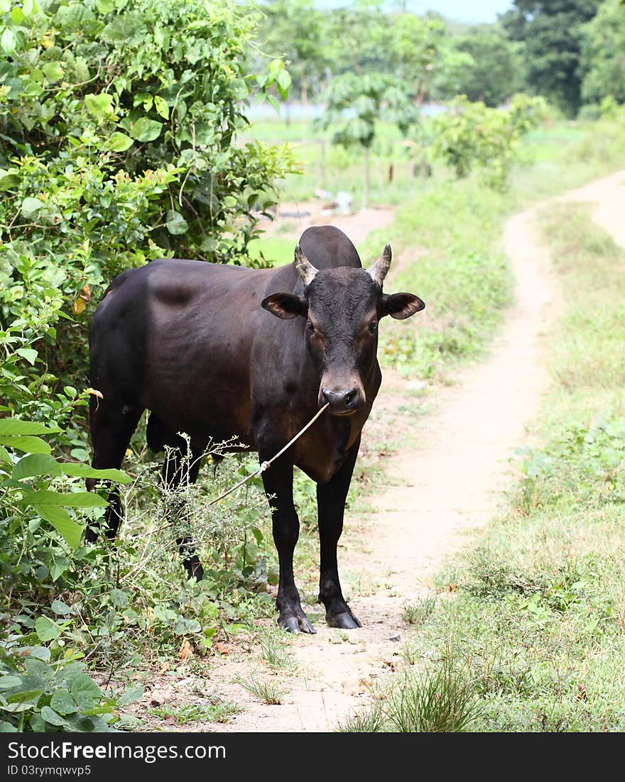 Feeding cow in a field