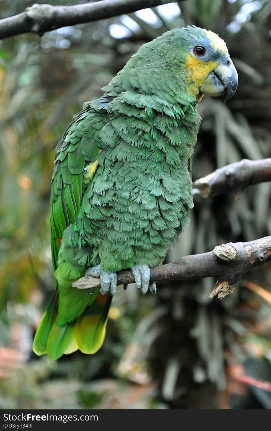 African Parrot