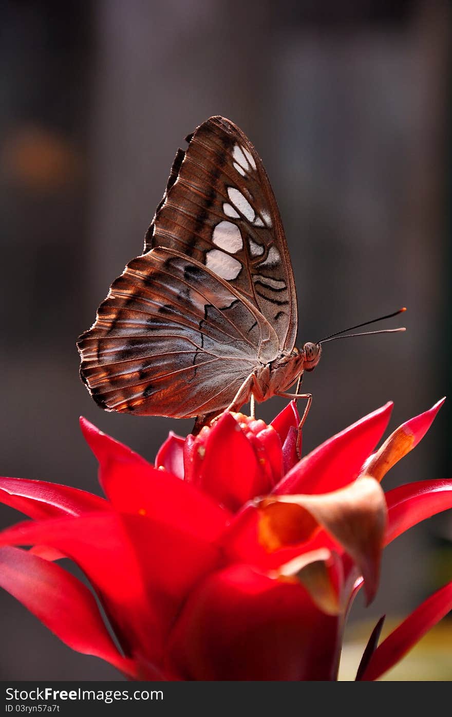 A lovely garden flower,attracts a pretty clipper butterfly.