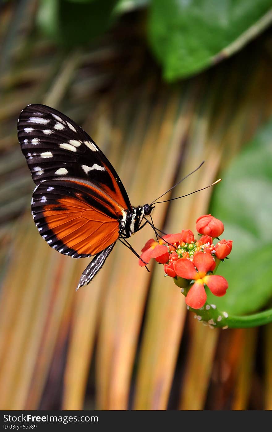 A feeding Helicon Butterfly