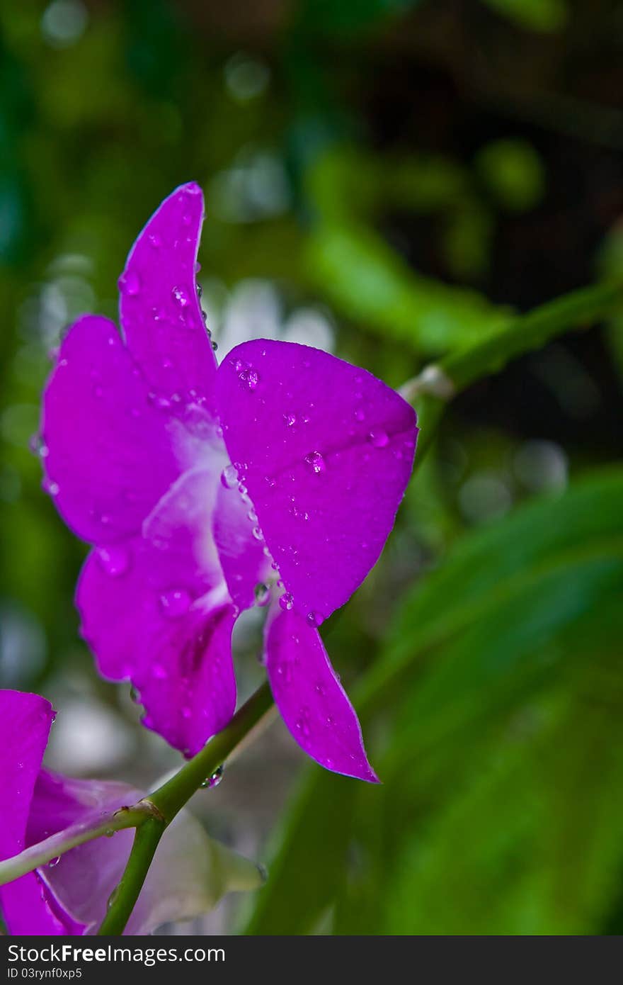 Flower in the garden my home. Flower in the garden my home