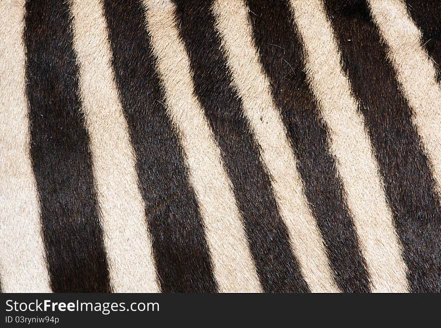 Zebra Fur Background