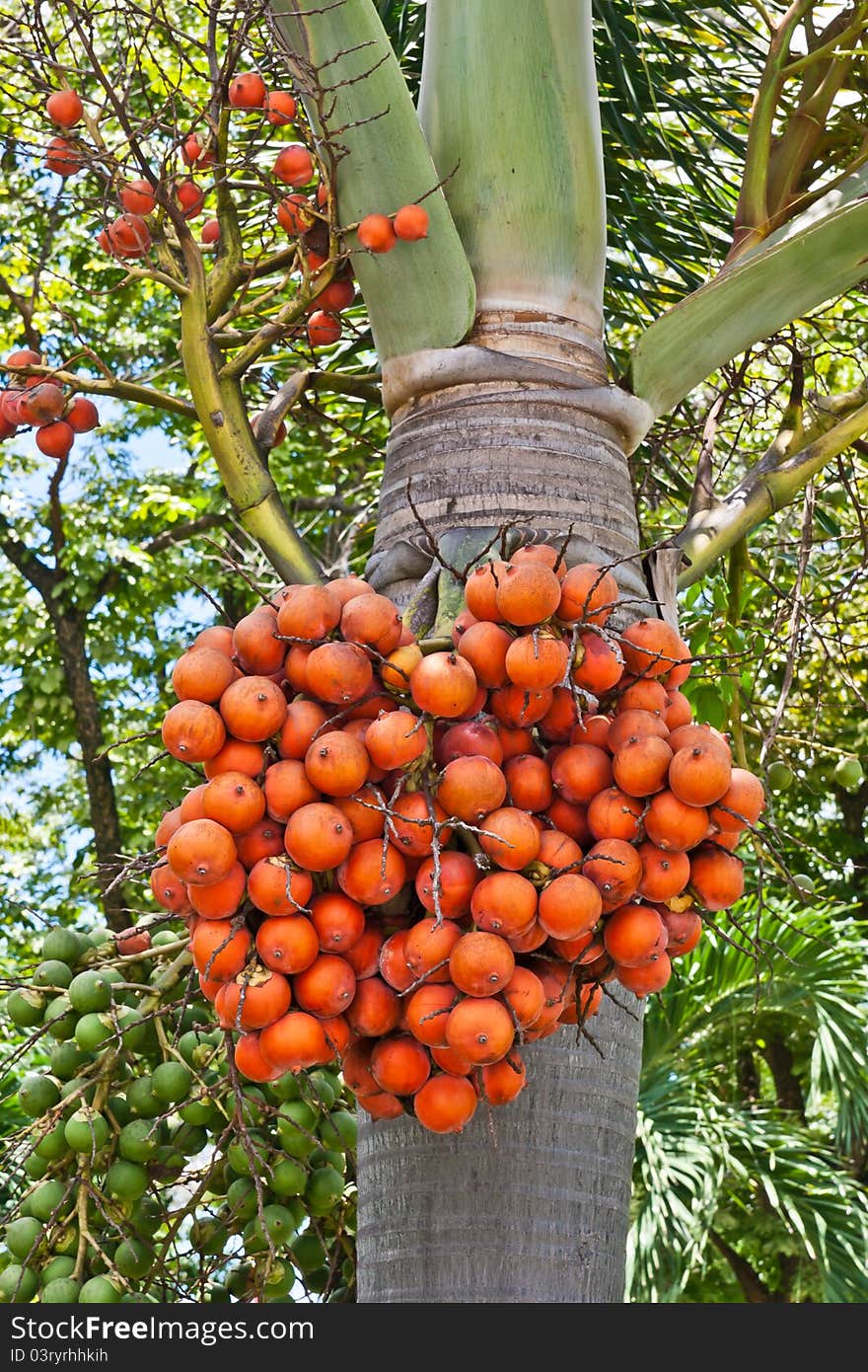 Betel palm fruit in nature. Betel palm fruit in nature