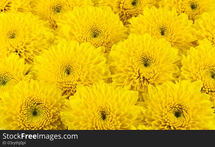 Yellow chrysanthemums flower