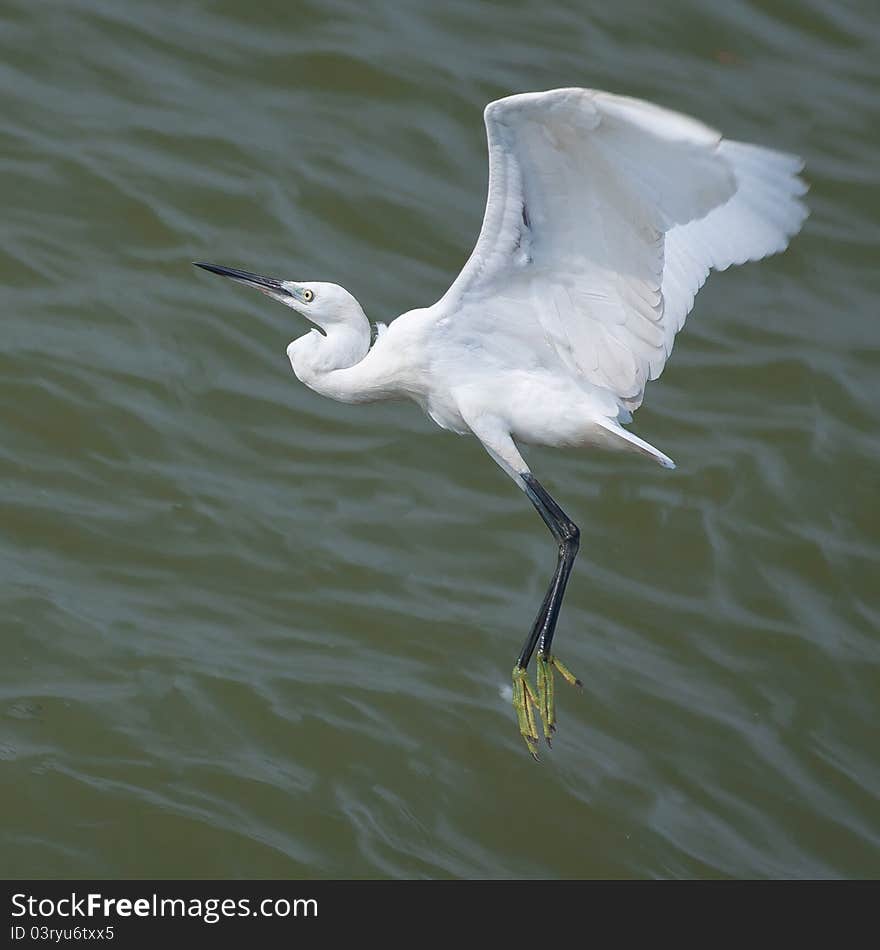 SNOWY EGRET FLYING OVER THE SEA