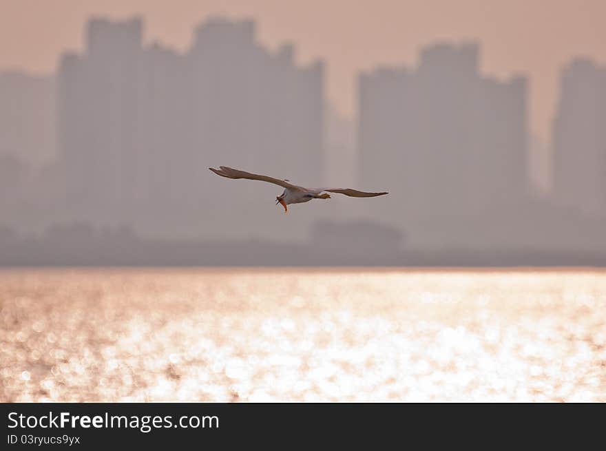 GREAT EGRET FLYING OVER THE SEA AND EATING FISH IN SUNSET. GREAT EGRET FLYING OVER THE SEA AND EATING FISH IN SUNSET.