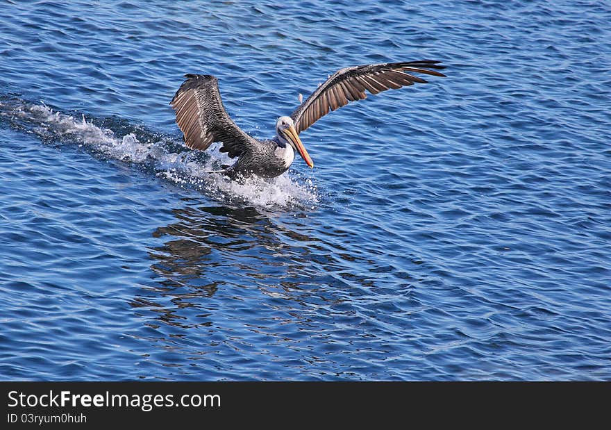 Pelican landing on water