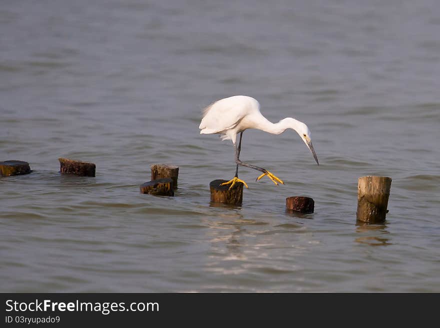 STANDING GREAT EGRET