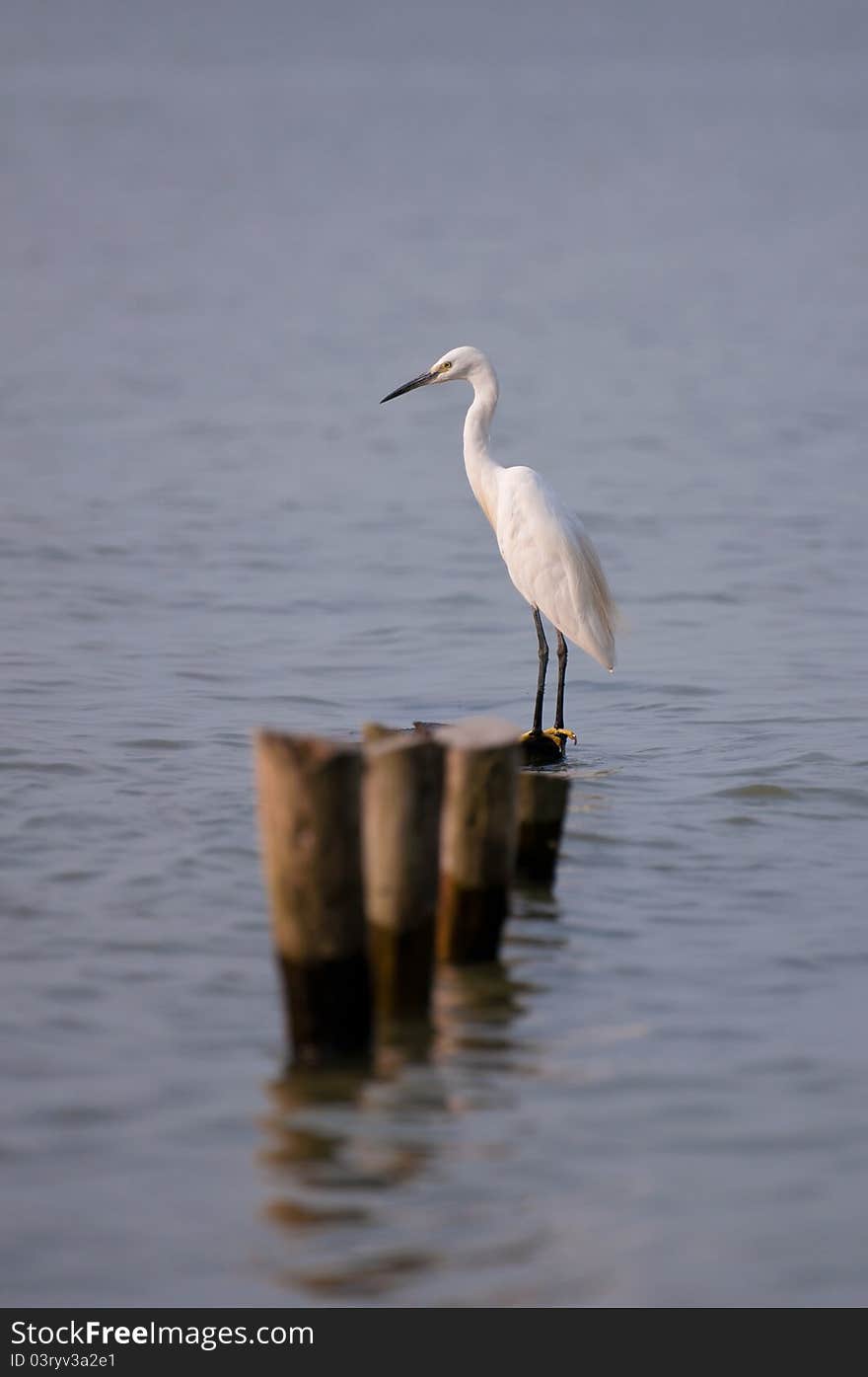 STANDING GREAT EGRET