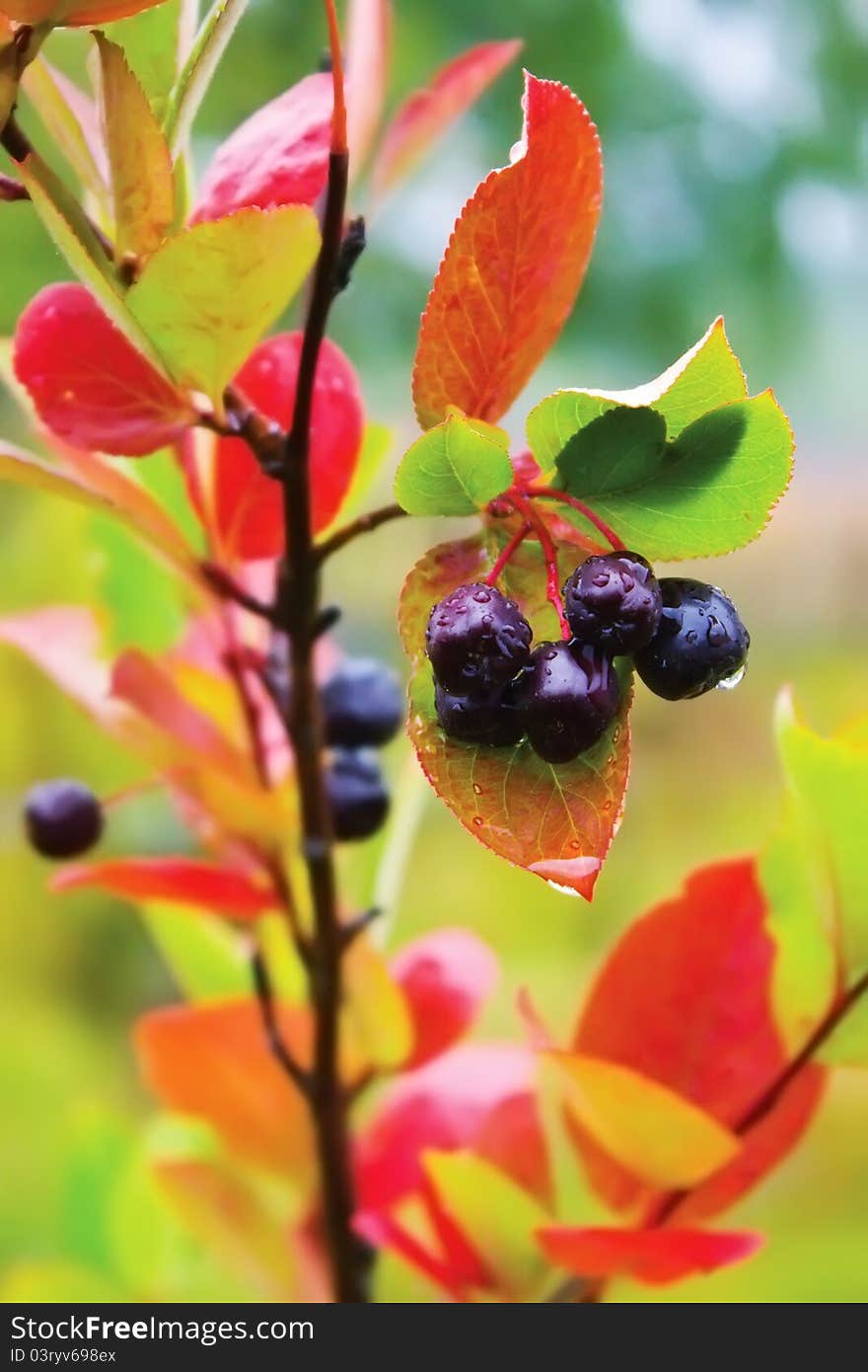 Bright autumn chokeberry shrub with raindrops. Bright autumn chokeberry shrub with raindrops