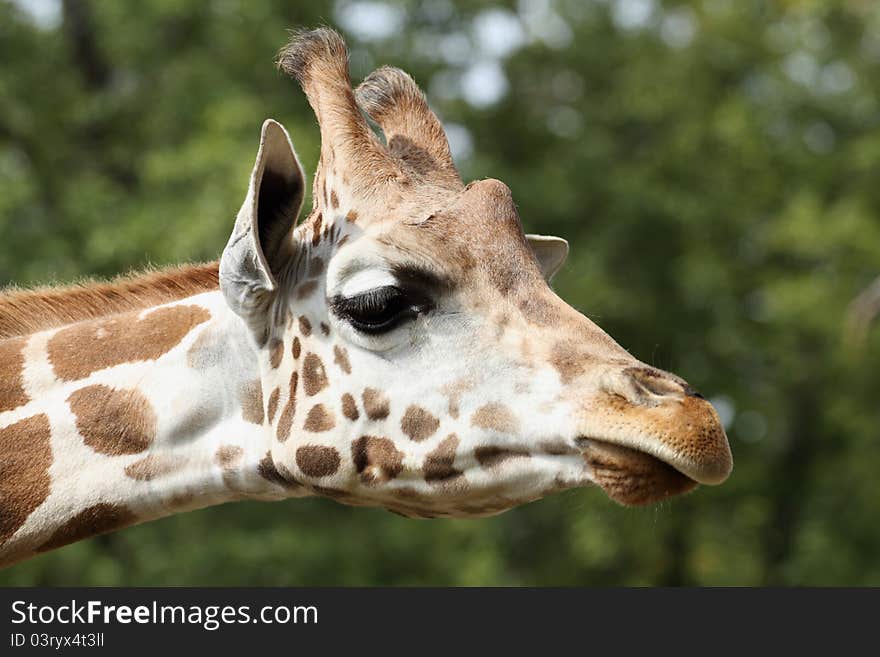 Details of a giraffe in zoo