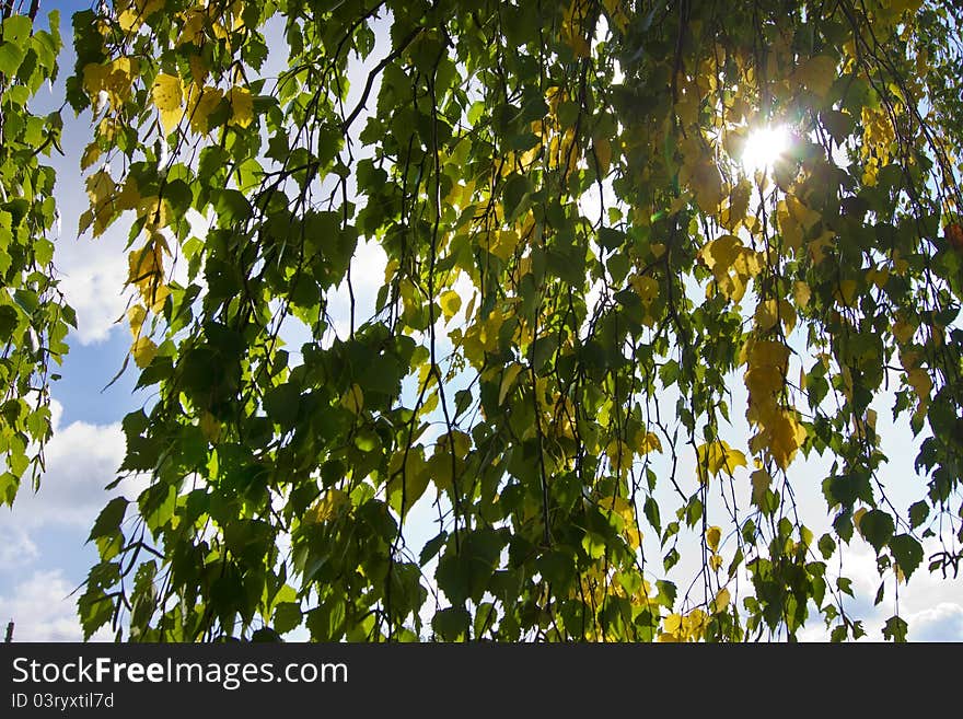 Green leaves with sun ray