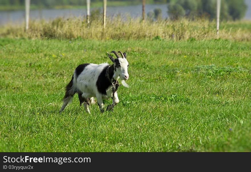 Young goat on the grass