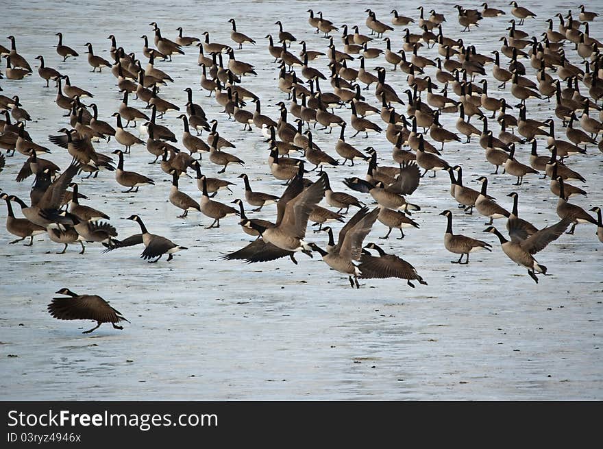 Canada Geese On An Icy Pond