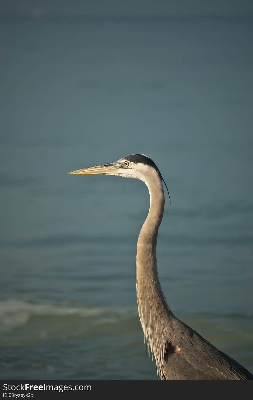 Great Blue Heron on a Gulf Coast Beach