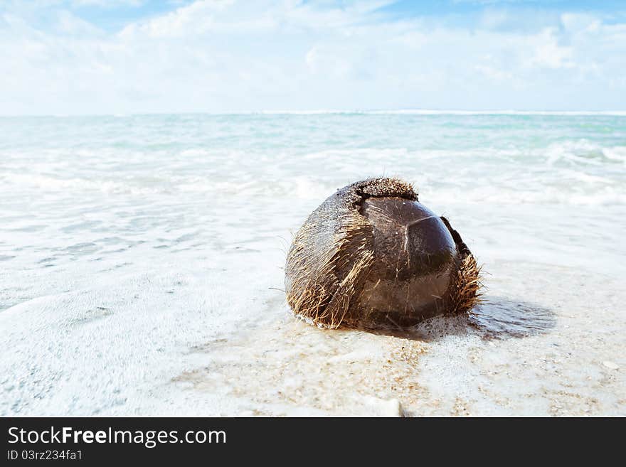 Close up view of big coconut splashed on the beach