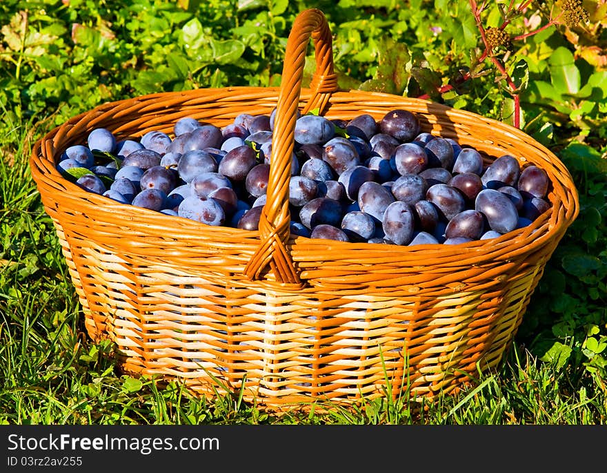 Plums in the basket