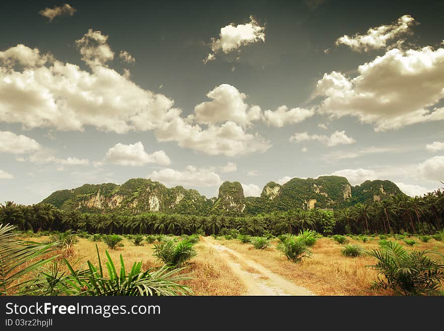 Panoramic view of big valley with some palms and mountain on the back