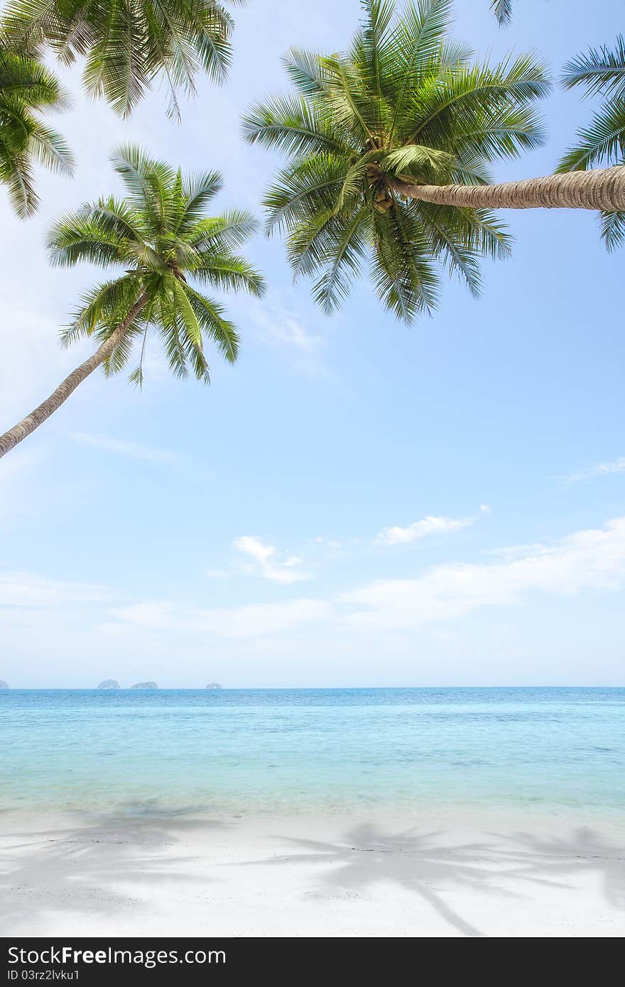 View of nice tropical beach with some palms around