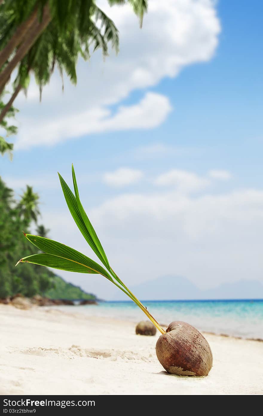 Close up view of big coconut sprout on the beach