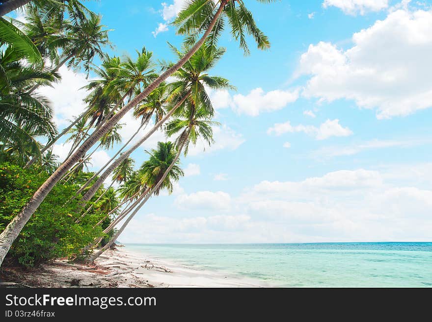 View of nice tropical beach with some palms. View of nice tropical beach with some palms