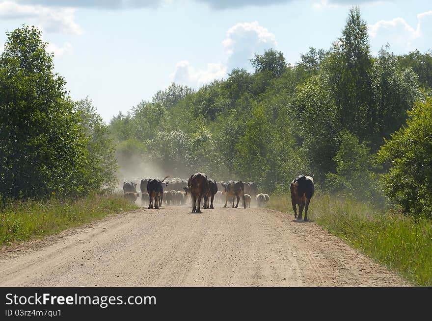 Cattle