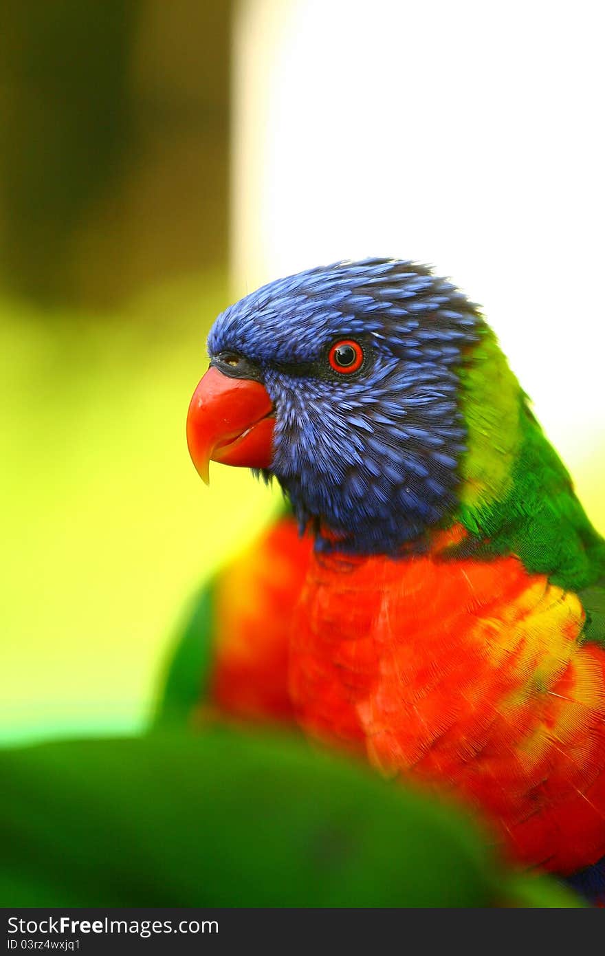 Colourful rainbow lorikeet looking at the camera