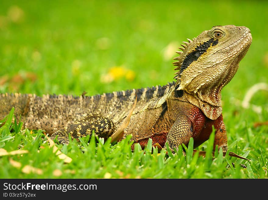 Big Australian Lizard