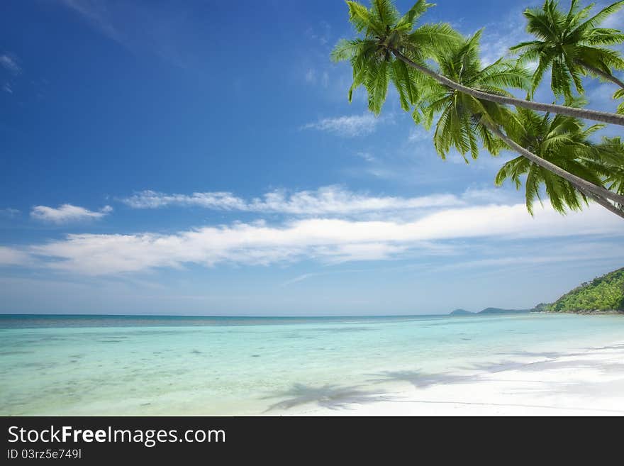 View of nice tropical beach with some palms