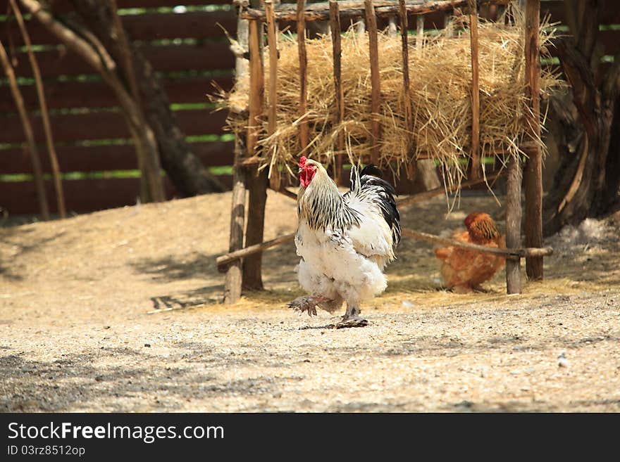 Rooster With  Hen