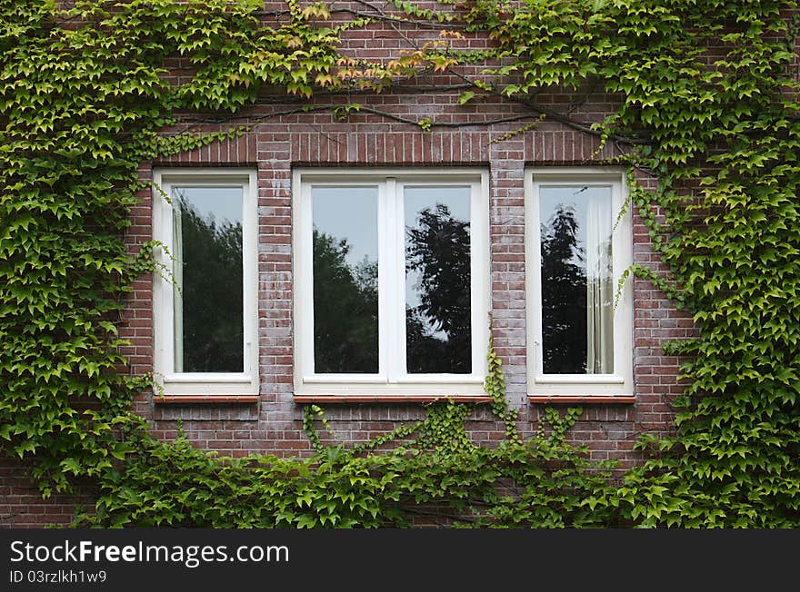 Windows on a building covered with ivy. Windows on a building covered with ivy