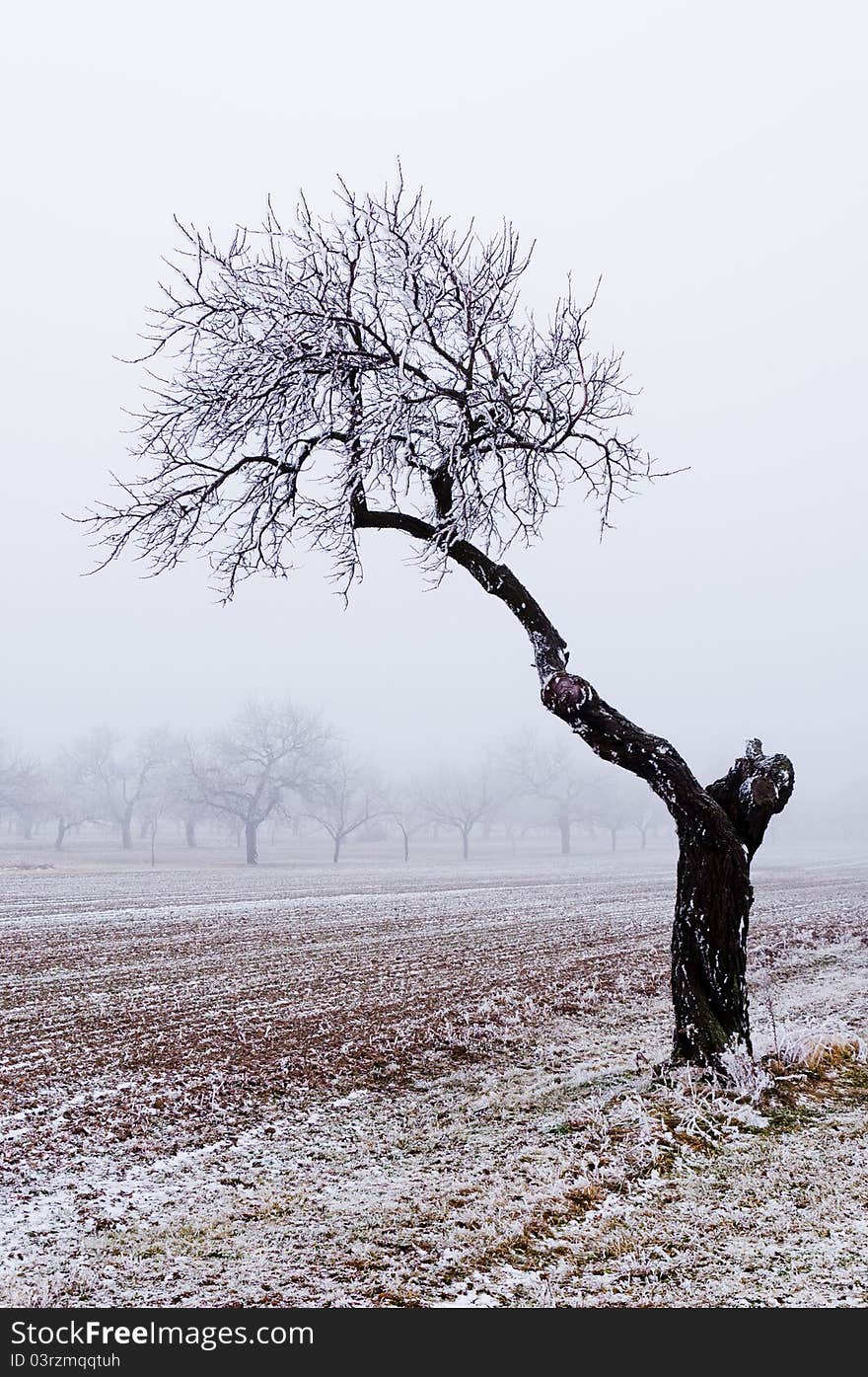 Photo of a lone tree in winter