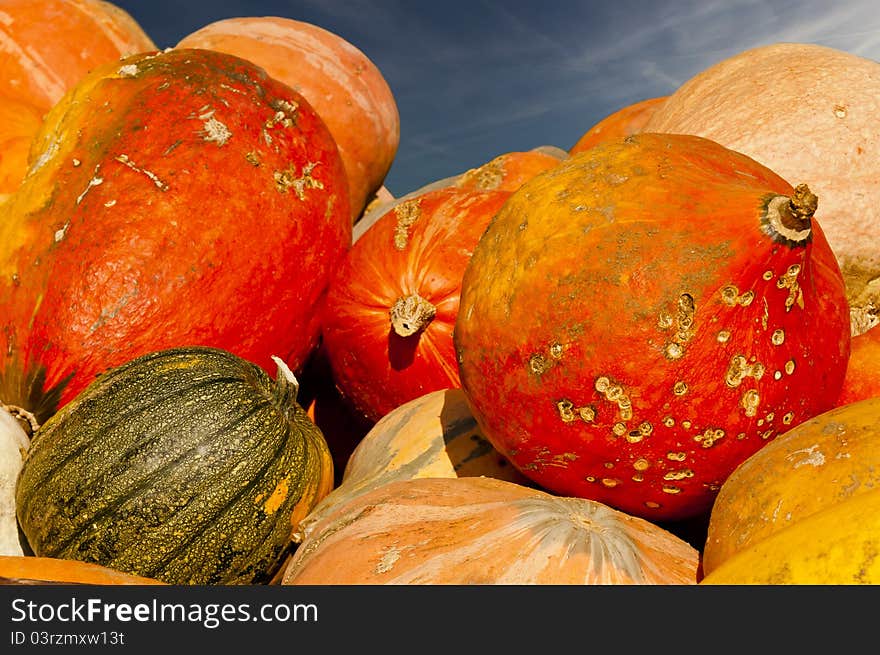 Photo of the colored pumpinks with a blue sky. Photo of the colored pumpinks with a blue sky