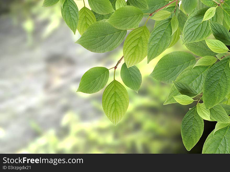 Nature concept. Closeup of green leaves branch against abstract forest background