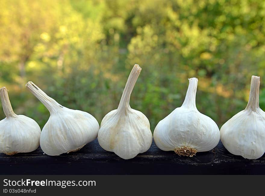 Garlic