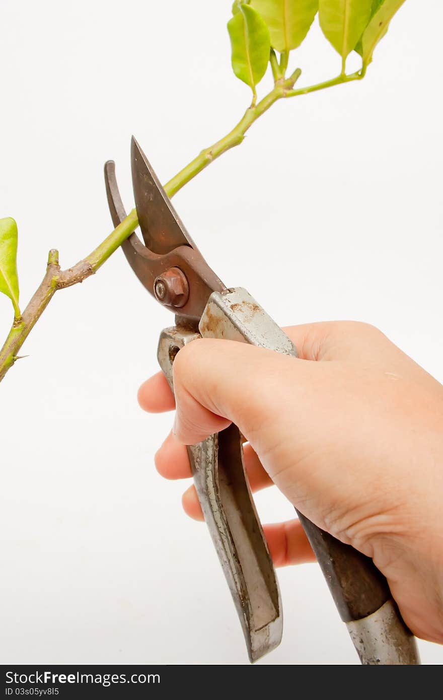 Metal scissors cutting branch on white background