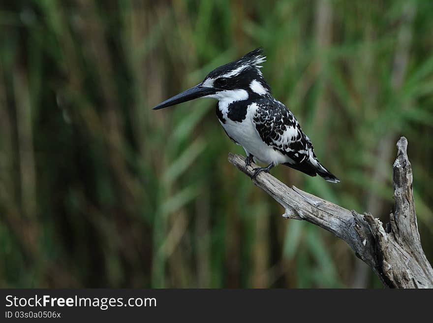 Pied Kingfisher (Ceryle Rudis)