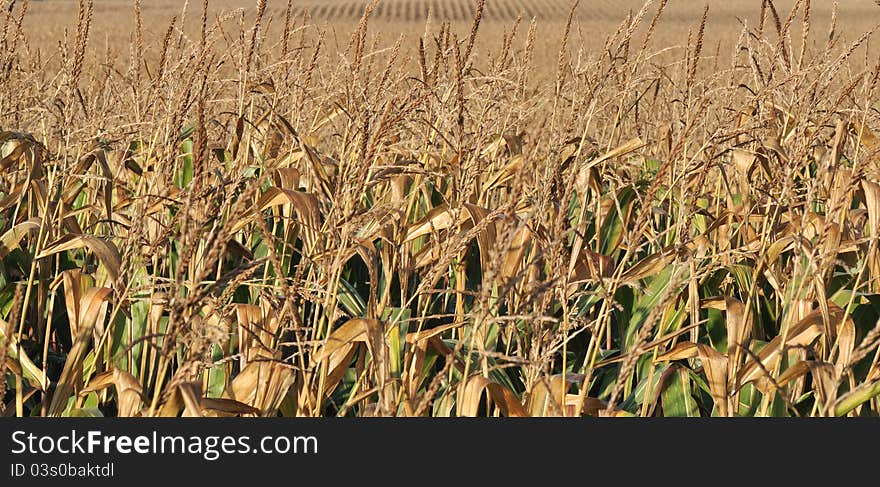 Dry corn field