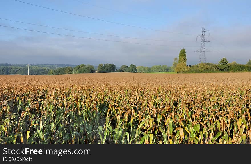 Golden Corn under the son of an electrical transmission tower. Golden Corn under the son of an electrical transmission tower