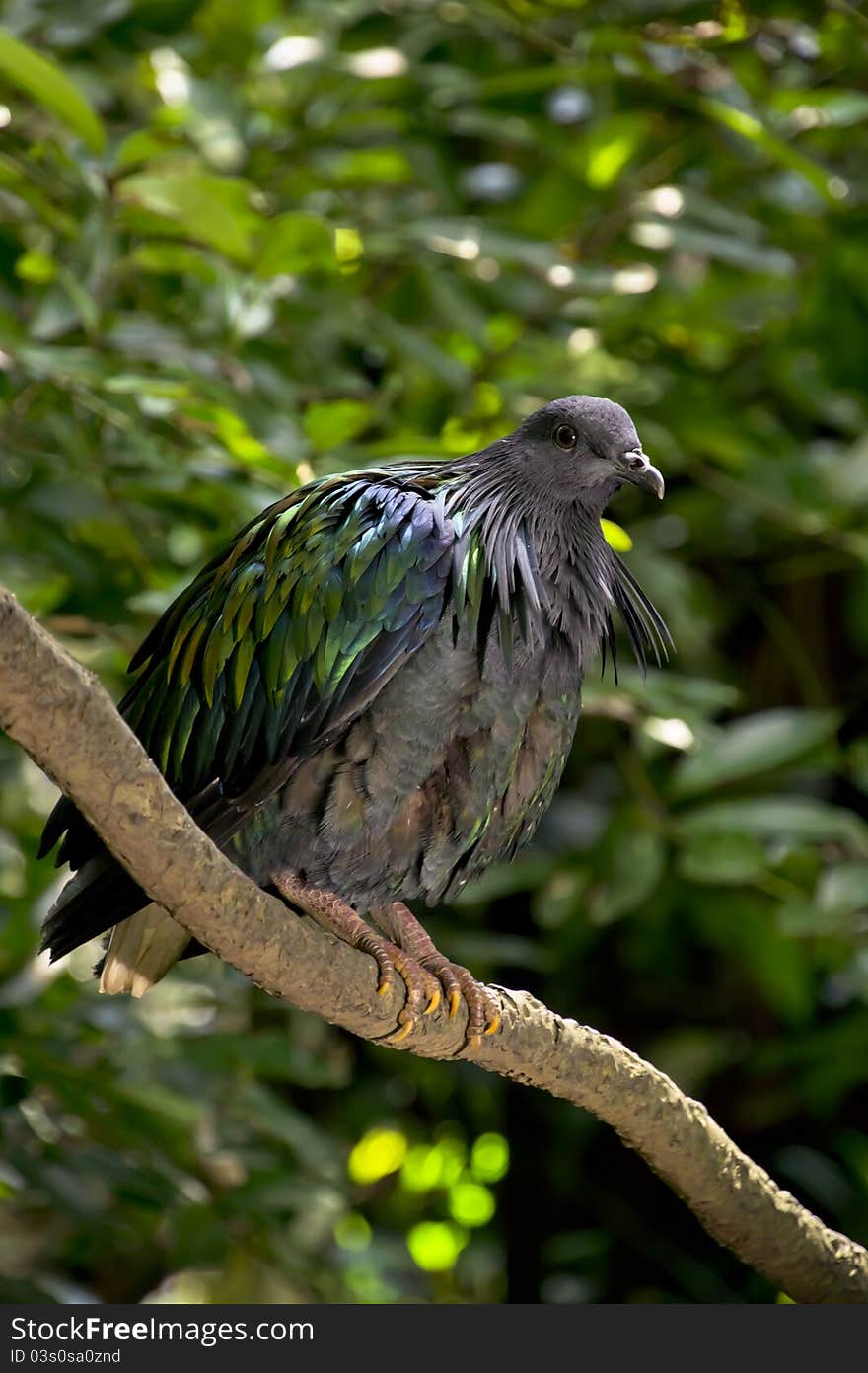 A Nicobar Pigeon, Caloenas nicobarica, standing on a tree branch