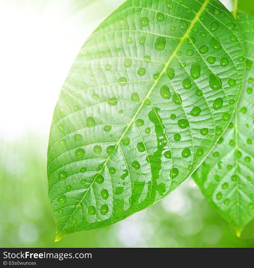 Fresh water drops on green leaves. Fresh water drops on green leaves