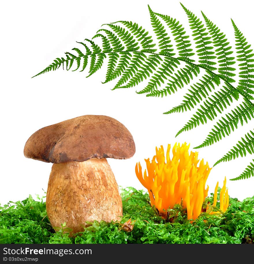 Mushrooms And Fern